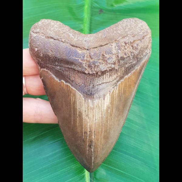 11,9 cm sharp, coloured shark tooth of Megalodon shark