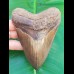 11,9 cm scharfer brauner Haizahn des Megalodon Hai