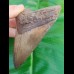 11,9 cm sharp, coloured shark tooth of Megalodon shark