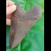 11,9 cm sharp, coloured shark tooth of Megalodon shark