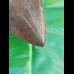 11,9 cm sharp, coloured shark tooth of Megalodon shark