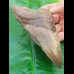 11,9 cm sharp, coloured shark tooth of Megalodon shark