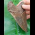 11,9 cm sharp, coloured shark tooth of Megalodon shark