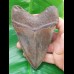 11,9 cm sharp, coloured shark tooth of Megalodon shark