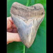 12,6 cm scharfer, fantastischer Zahn des Megalodon
