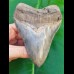 12,6cm sharp, fantastic shark tooth of Megalodon shark / USA Hawthorne
