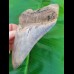 12,6cm sharp, fantastic shark tooth of Megalodon shark / USA Hawthorne