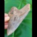 12,6cm sharp, fantastic shark tooth of Megalodon shark / USA Hawthorne