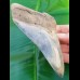 12,6cm sharp, fantastic shark tooth of Megalodon shark / USA Hawthorne