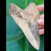 12,6cm sharp, fantastic shark tooth of Megalodon shark / USA Hawthorne