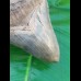 12,6cm sharp, fantastic shark tooth of Megalodon shark / USA Hawthorne