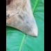 12,6cm sharp, fantastic shark tooth of Megalodon shark / USA Hawthorne
