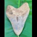 12,6cm sharp, fantastic shark tooth of Megalodon shark / USA Hawthorne