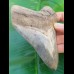 12,6cm sharp, fantastic shark tooth of Megalodon shark / USA Hawthorne