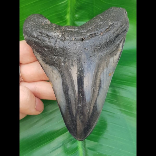 11,8 cm polierter Haizahn des Megalodon den USA 