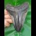 11,8 cm polierter Haizahn des Megalodon den USA 