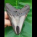 11,8 cm polierter Haizahn des Megalodon den USA 