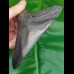 11,8 cm polierter Haizahn des Megalodon den USA 