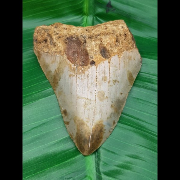 9,4cm preiswerter sharktooth from megalodon shark