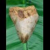 9,4cm preiswerter sharktooth from megalodon shark