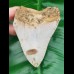 9,4cm preiswerter sharktooth from megalodon shark