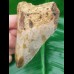 9,4cm preiswerter sharktooth from megalodon shark