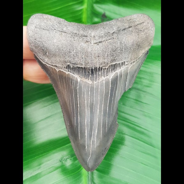 10,3 cm dolchartiger Zahn des Megalodon