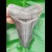 10,3cm sharp shark tooth of Megalodon shark