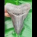 10,3 cm dolchartiger Zahn des Megalodon