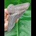 10,3cm sharp shark tooth of Megalodon shark