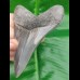 10,3cm sharp shark tooth of Megalodon shark