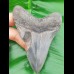 10,3cm sharp shark tooth of Megalodon shark