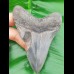 10,3 cm dolchartiger Zahn des Megalodon