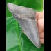 10,3cm sharp shark tooth of Megalodon shark