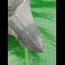 10,3cm sharp shark tooth of Megalodon shark