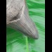 10,3cm sharp shark tooth of Megalodon shark