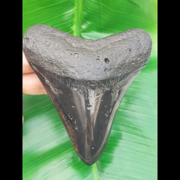 11,7cm polished tooth of Megalodon