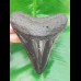 11,7cm polierter Zahn des Megalodon