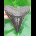 11,7cm polished tooth of Megalodon