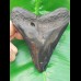 11,7cm polierter Zahn des Megalodon