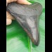 11,7cm polished tooth of Megalodon