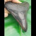 11,7cm polierter Zahn des Megalodon