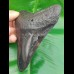 11,7cm polierter Zahn des Megalodon