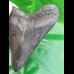 11,7cm polierter Zahn des Megalodon