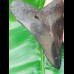 11,7cm polished tooth of Megalodon