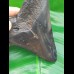 11,7cm polished tooth of Megalodon