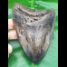 12,2cm polierter massiver Zahn des Megalodon