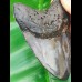 12.2 cm polished massive tooth of megalodon