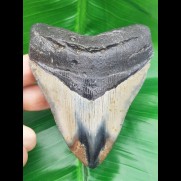 10,7 cm polished shark tooth of Megalodon