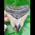 10,7 cm polierter Haizahn des Megalodon